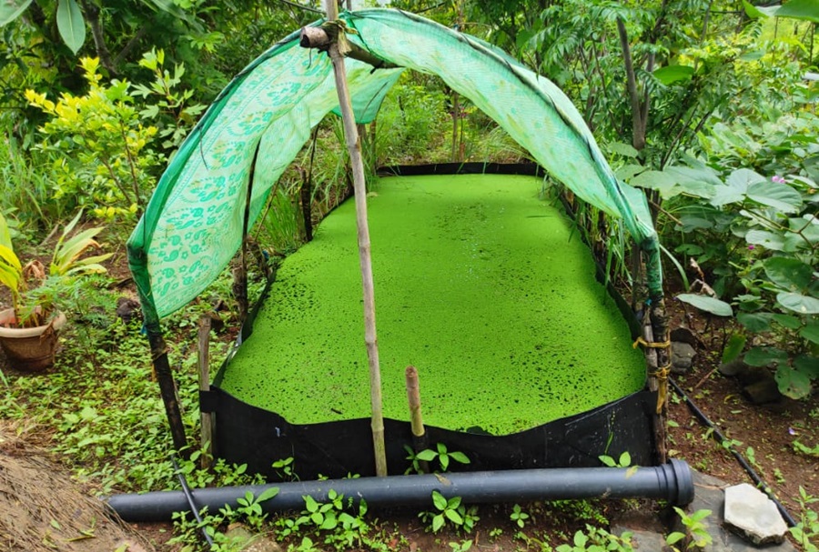 Unconventional Fodder Resources:  A boon for Smallholders