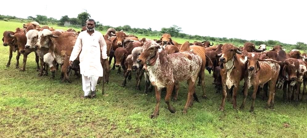 BAIF Strategy for Indigenous Breed Conservation and Genetic Improvement