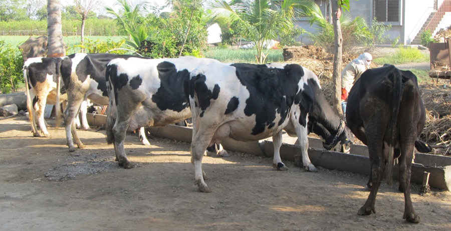 Prevention of Inbreeding: The Key to Sustainable Dairy Animal Breeding