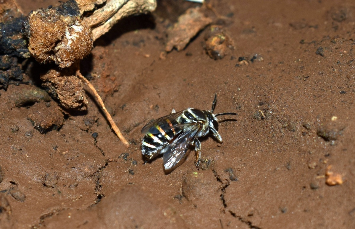 Ground-Nesting Bees: The Hidden Pollinators beneath our Feet