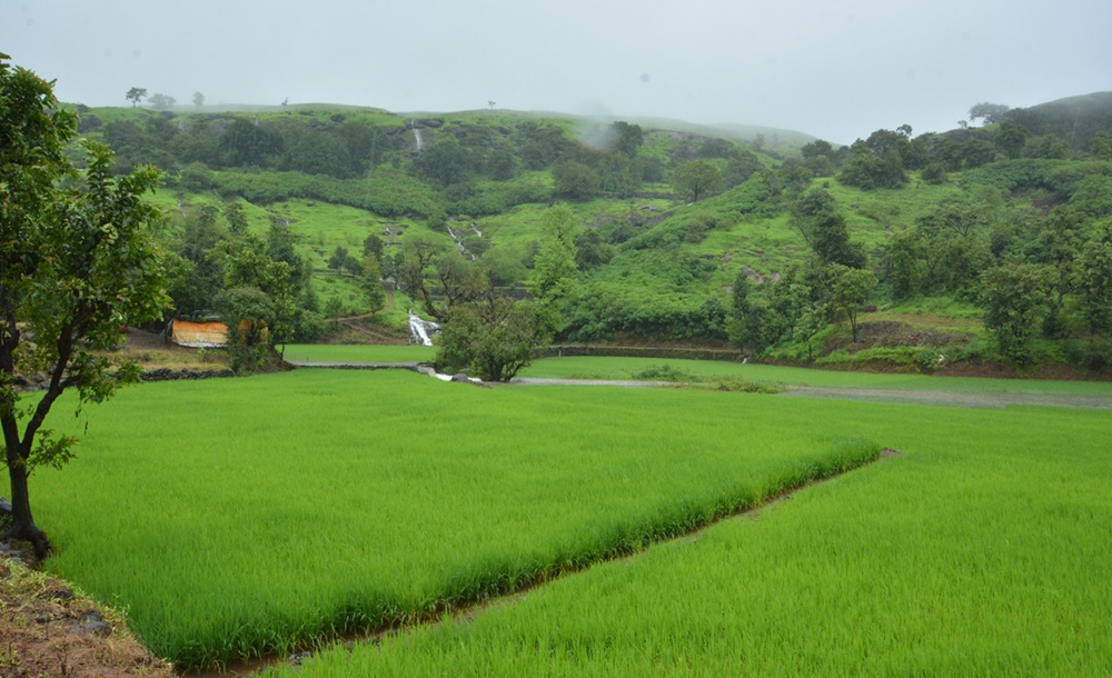 How Science, Communities, and Indigenous Knowledge are Rebuilding Landscapes across the Western Ghats