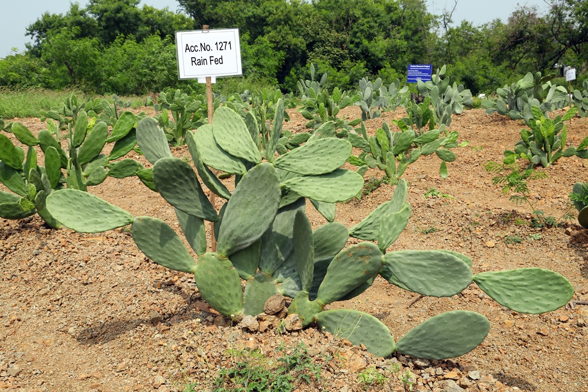 Article on BAIF’s Spineless Cactus Demonstration at BRIC
